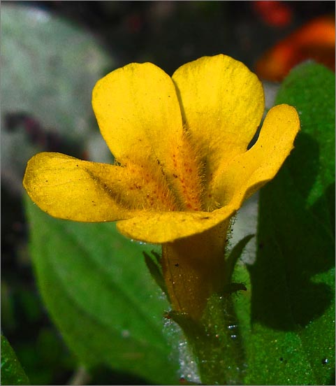 sm 3005 Musk Money Flower.jpg - Musk Monkey Flower (Mimulus moschatus): This particular native needs very moist areas to grow.